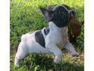 French Bulldog Puppy for sale in Wallops Island, VA, USA