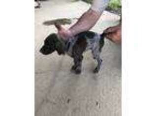 German Shorthaired Pointer Puppy for sale in Columbia, LA, USA
