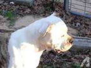 American Bulldog Puppy for sale in DODGE, TX, USA