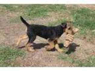Airedale Terrier Puppy for sale in Cassville, MO, USA