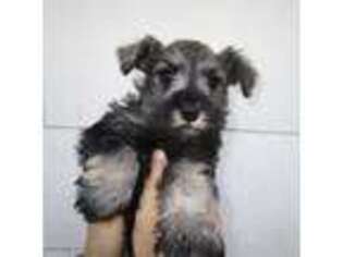 Mutt Puppy for sale in Bushnell, IL, USA
