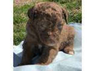 Labradoodle Puppy for sale in Holly Pond, AL, USA