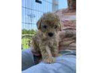 Mutt Puppy for sale in Vine Grove, KY, USA