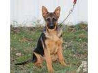 German Shepherd Dog Puppy for sale in HADAR, NE, USA