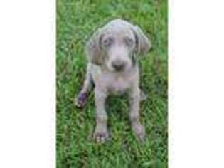 Weimaraner Puppy for sale in Greenville, SC, USA