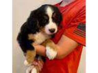 Bernese Mountain Dog Puppy for sale in Superior, WI, USA