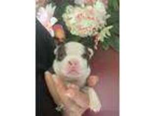 Boston Terrier Puppy for sale in Orange, TX, USA
