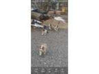 Australian Shepherd Puppy for sale in Cedar Fort, UT, USA