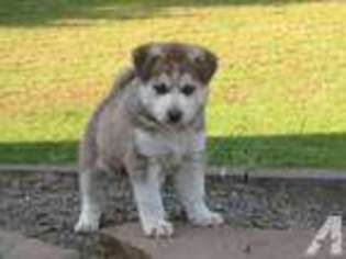Siberian Husky Puppy for sale in BATTLE GROUND, WA, USA