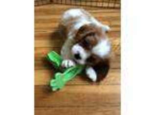 Cavalier King Charles Spaniel Puppy for sale in Montclair, NJ, USA