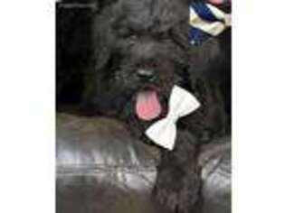 Schnoodle (Standard) Puppy for sale in Hooper, UT, USA