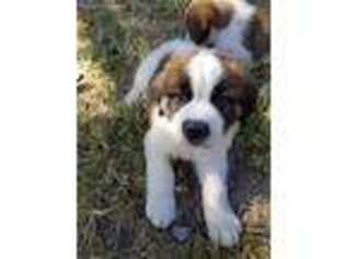 Saint Bernard Puppy for sale in Jacksonville, MO, USA