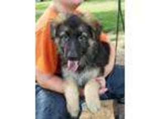 German Shepherd Dog Puppy for sale in Tulsa, OK, USA
