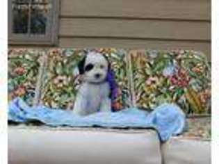 Mutt Puppy for sale in Wynne, AR, USA