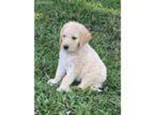 Labradoodle Puppy for sale in Lake Jackson, TX, USA