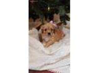 Cavapoo Puppy for sale in Goshen, IN, USA
