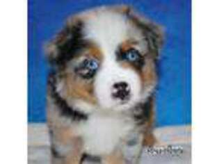 Miniature Australian Shepherd Puppy for sale in Pinehurst, TX, USA