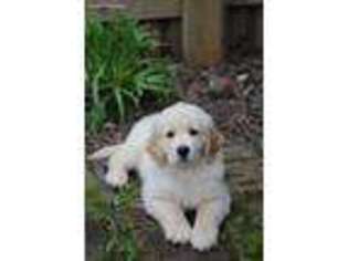 Golden Retriever Puppy for sale in Somerville, TN, USA
