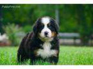 Bernese Mountain Dog Puppy for sale in Prospect, OH, USA