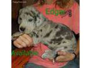 Great Dane Puppy for sale in Daphne, AL, USA