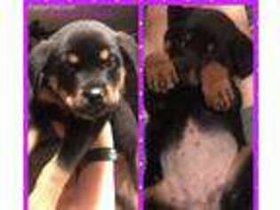 Rottweiler Puppy for sale in Asheville, NC, USA