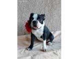 Boston Terrier Puppy for sale in Victorville, CA, USA