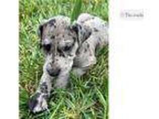 Great Dane Puppy for sale in Knoxville, TN, USA