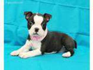 Boston Terrier Puppy for sale in Mobile, AL, USA