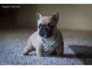 French Bulldog Puppy for sale in Caruthers, CA, USA