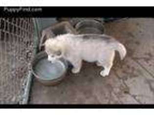 Alaskan Malamute Puppy for sale in Lodi, CA, USA