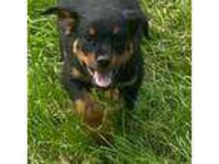 Rottweiler Puppy for sale in Ellenville, NY, USA