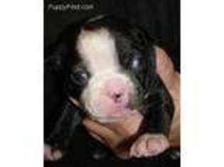 Boston Terrier Puppy for sale in Terrebonne, OR, USA