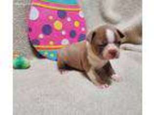 Boston Terrier Puppy for sale in Starr, SC, USA