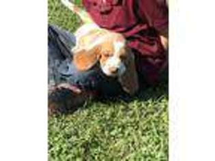 Basset Hound Puppy for sale in Nokomis, IL, USA