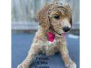 Goldendoodle Puppy for sale in Clarksville, IA, USA