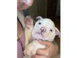 Bulldog Puppy for sale in Branford, CT, USA