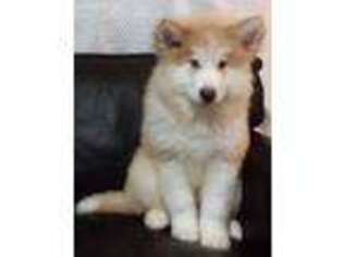 Alaskan Malamute Puppy for sale in Atlanta, GA, USA