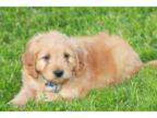 Goldendoodle Puppy for sale in Shiloh, OH, USA