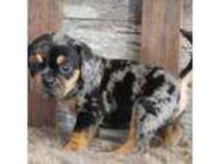 Puggle Puppy for sale in West Plains, MO, USA