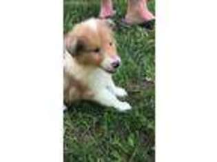 Collie Puppy for sale in Harrisville, MI, USA