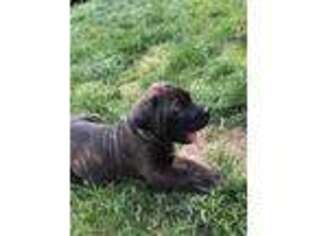 Cane Corso Puppy for sale in Kendallville, IN, USA
