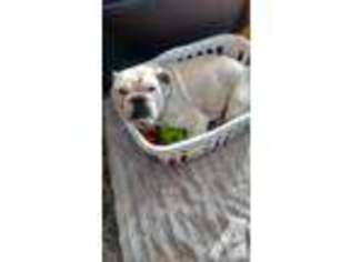 Bulldog Puppy for sale in DEWITT, MI, USA