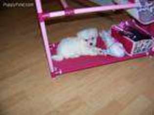 Maltese Puppy for sale in Campbellsville, KY, USA