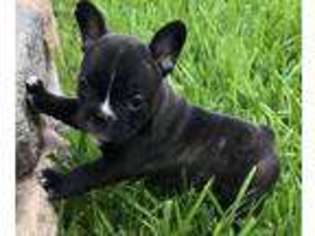 French Bulldog Puppy for sale in Rosharon, TX, USA