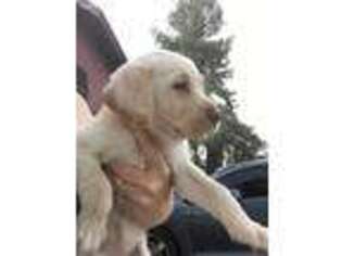 Labrador Retriever Puppy for sale in Florence, AZ, USA