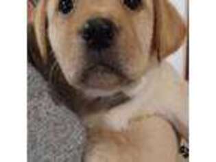Labrador Retriever Puppy for sale in Henryville, IN, USA