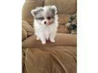 Pomeranian Puppy for sale in Forest, OH, USA