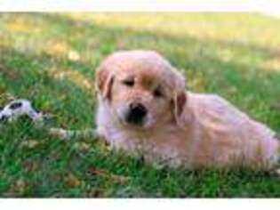 Golden Retriever Puppy for sale in Rochester, IN, USA