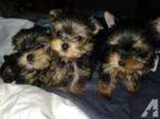 Yorkshire Terrier Puppy for sale in SAN ANTONIO, TX, USA