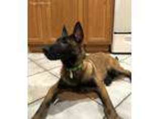 Belgian Malinois Puppy for sale in Allentown, PA, USA